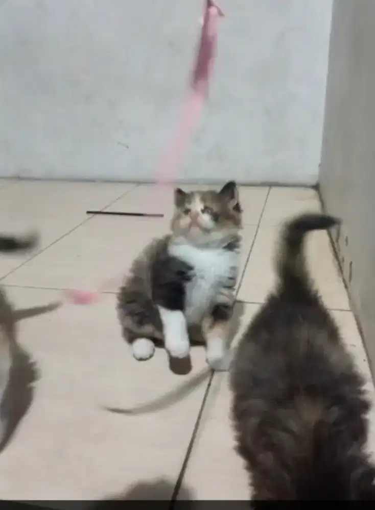 Kucing Persia calico)telon