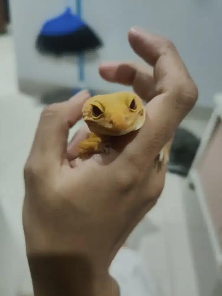 Gecko Sunglow Giant Betina