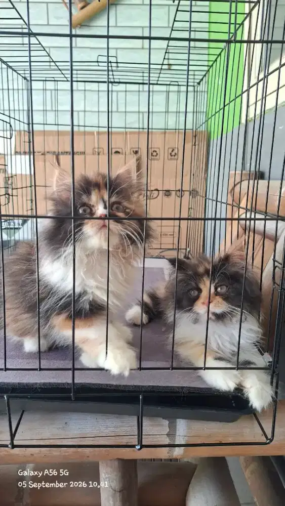 kucing persia betina/kitten.persia betina