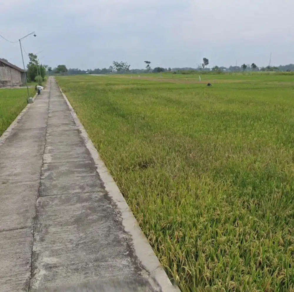 Di jual sawah produktif