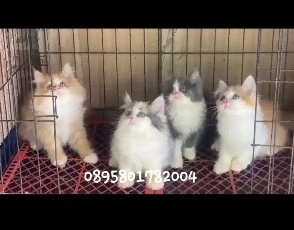 kitten persia /kucing persia  jantan/ kucing persia  betina