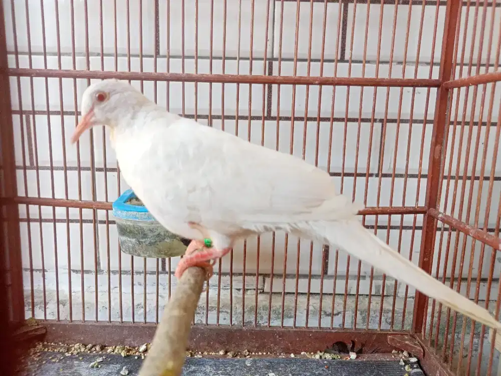 Tekukur White Golden Putih Kapas Kuk 9-10 Jantan