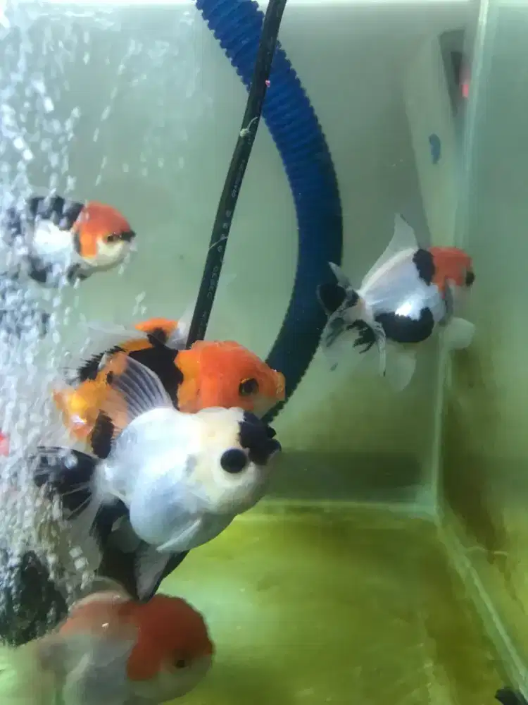 ikan mas koki trico size 7-8cm