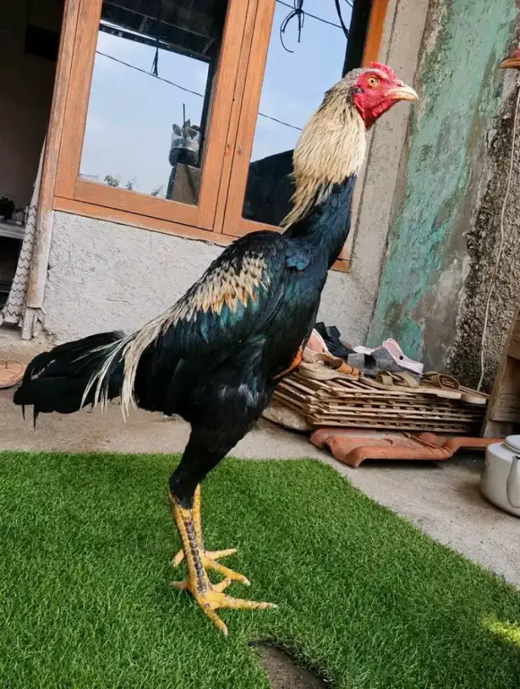 Ayam petarung pama
