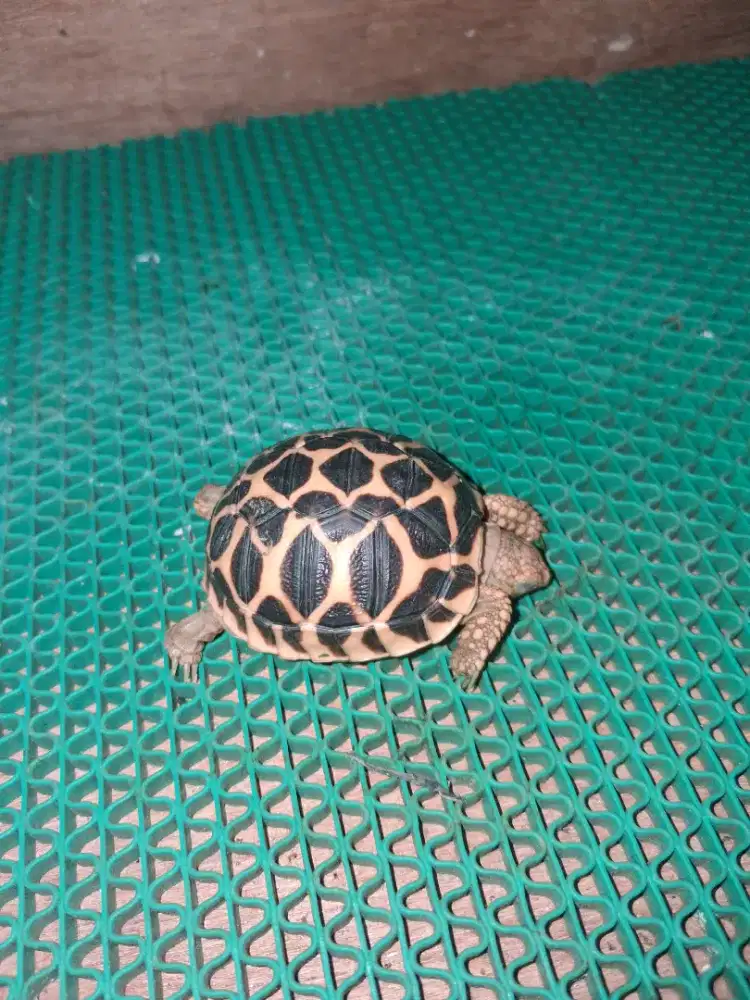 Indian Star Tortoise