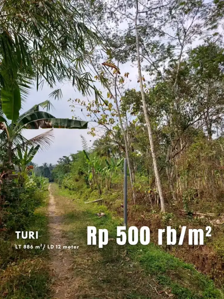 Dijual Tanah Pertanian di Area Sejuk Wonokerto Turi
