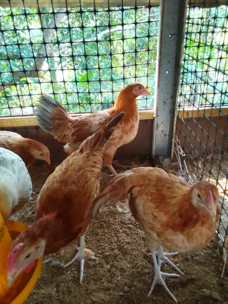 Ayam Petelur Elba