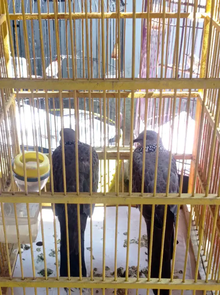 Burung tekukur rajin