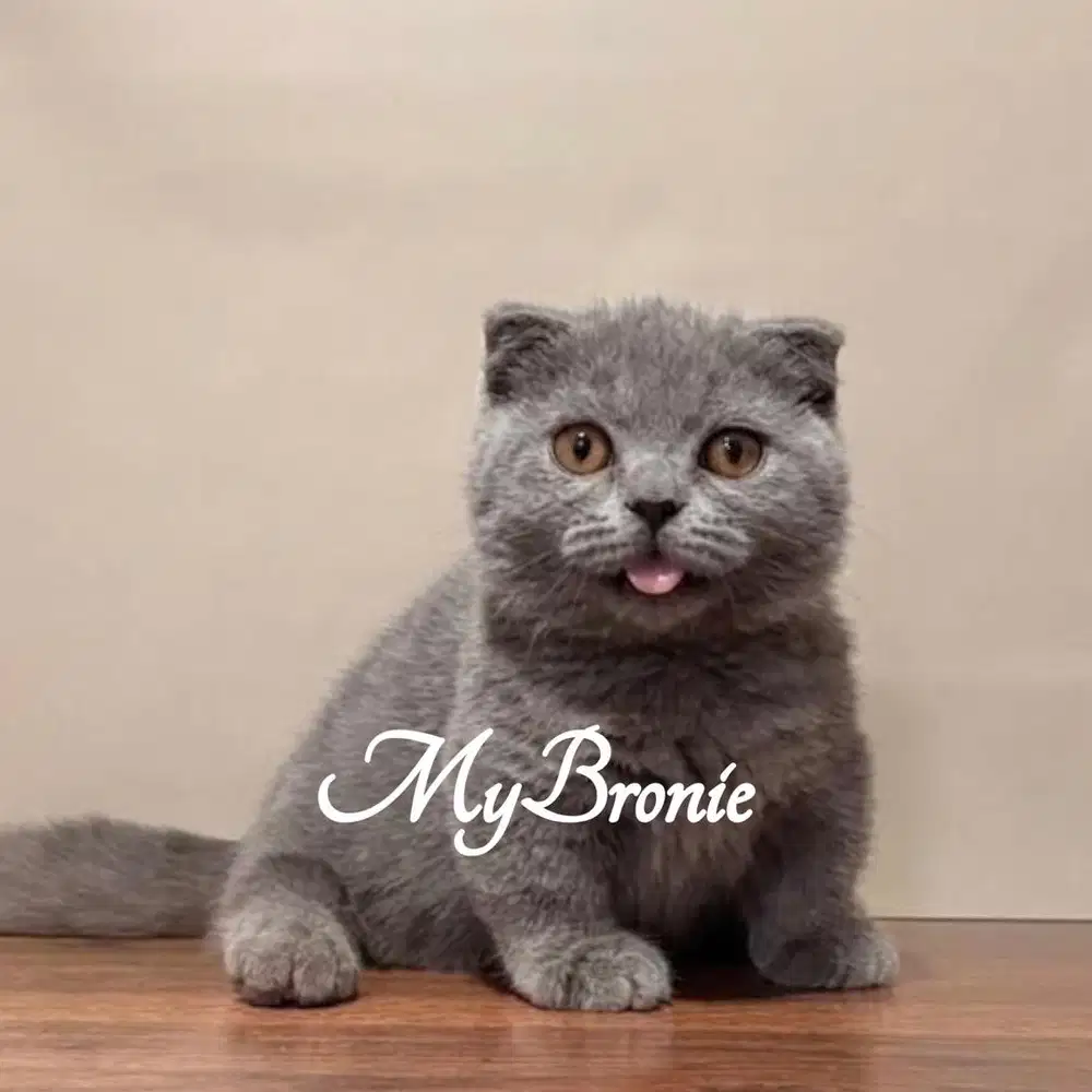 Kucing munchkin gaelic scottish