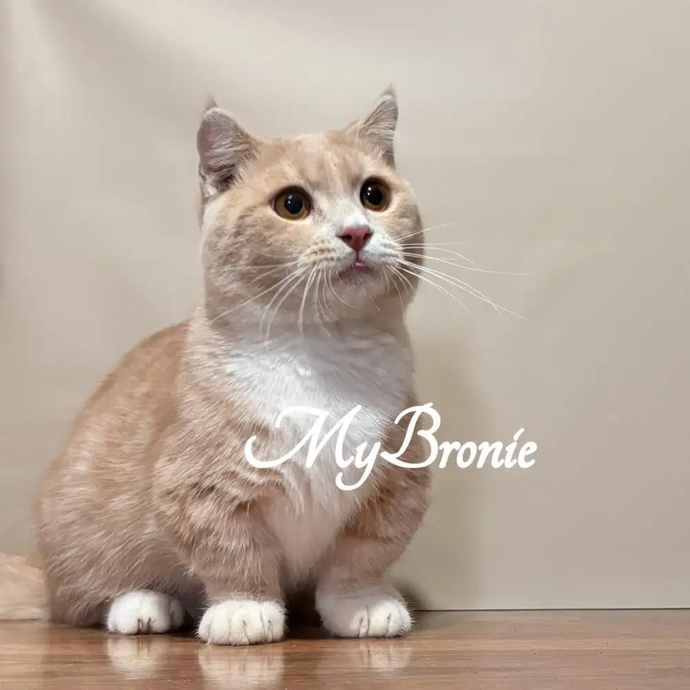 Kucing munchkin gaelic jantan 7 bulan