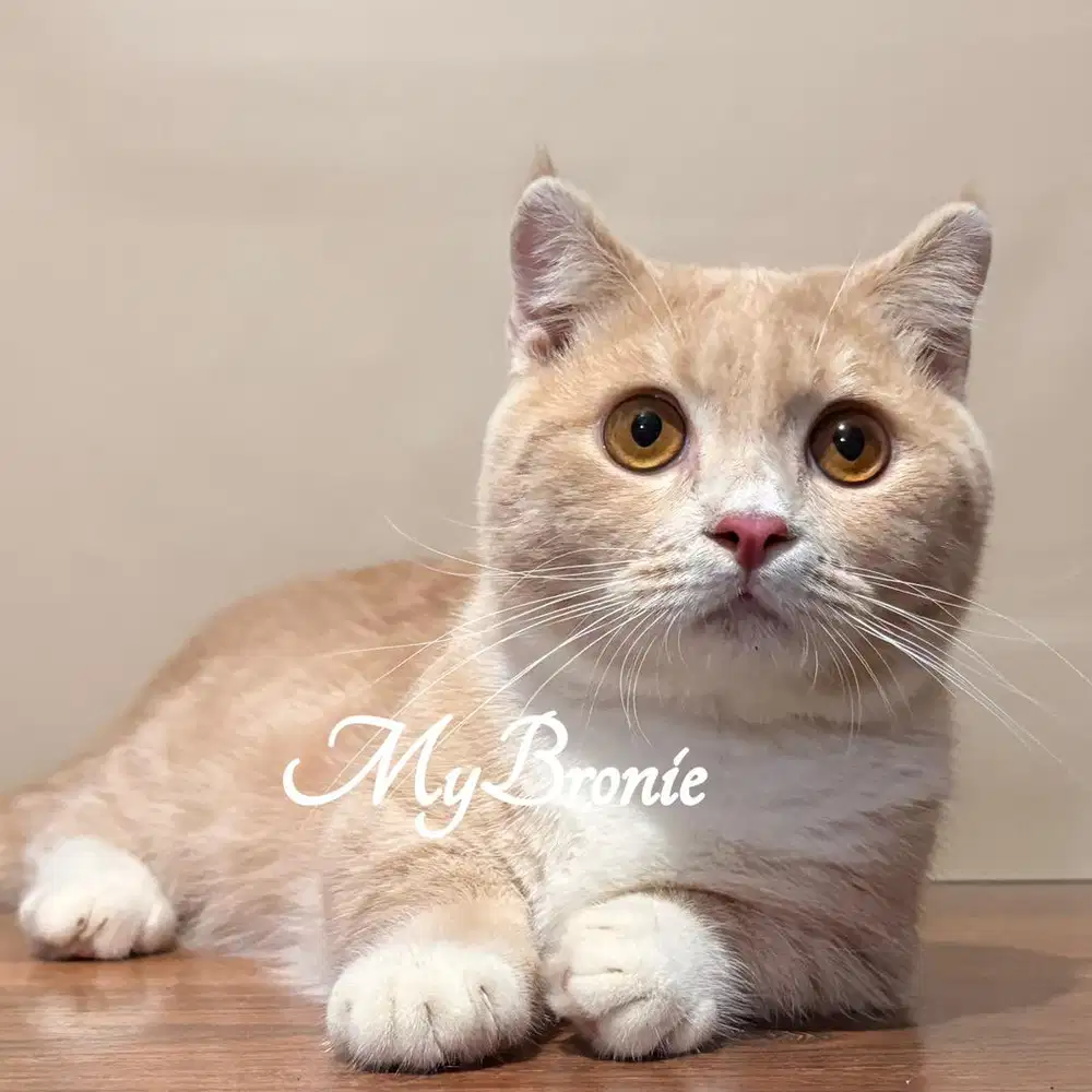 Kucing munchkin gaelic jantan 7 bulan