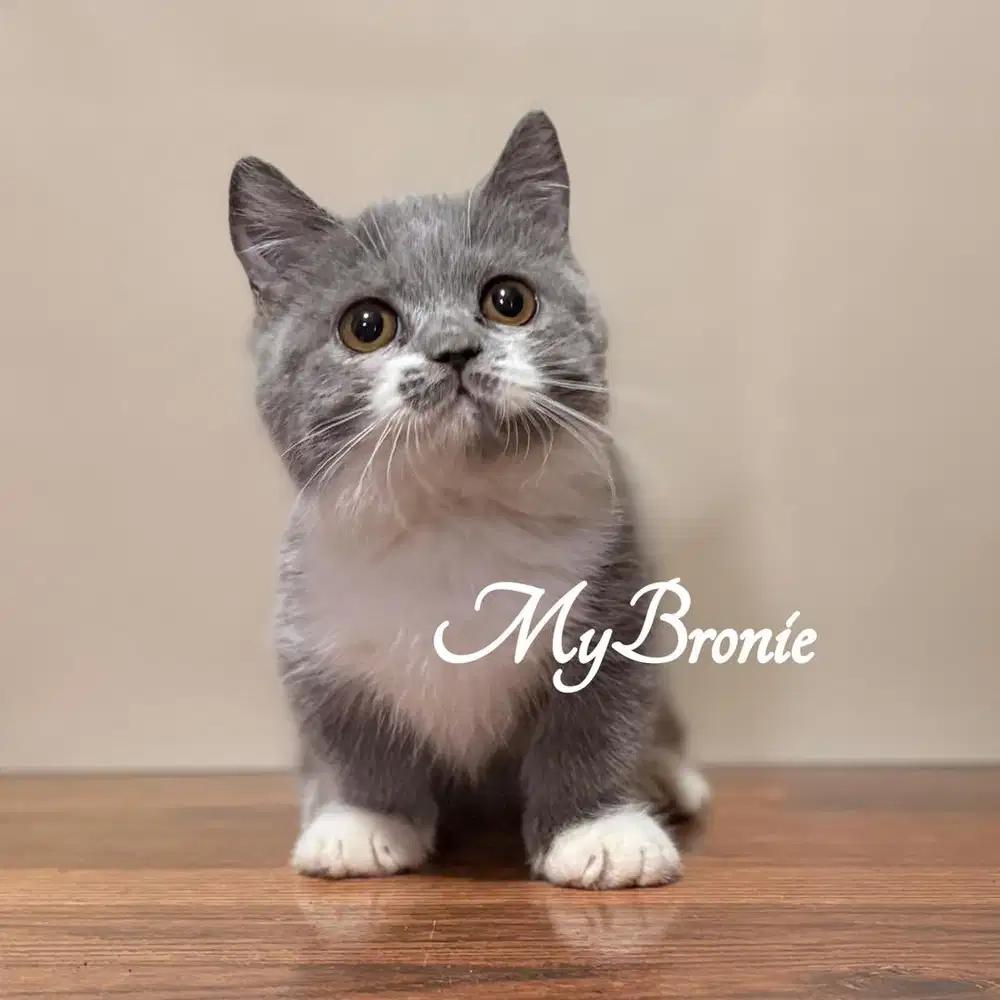 Kucing munchkin british shorthair betina