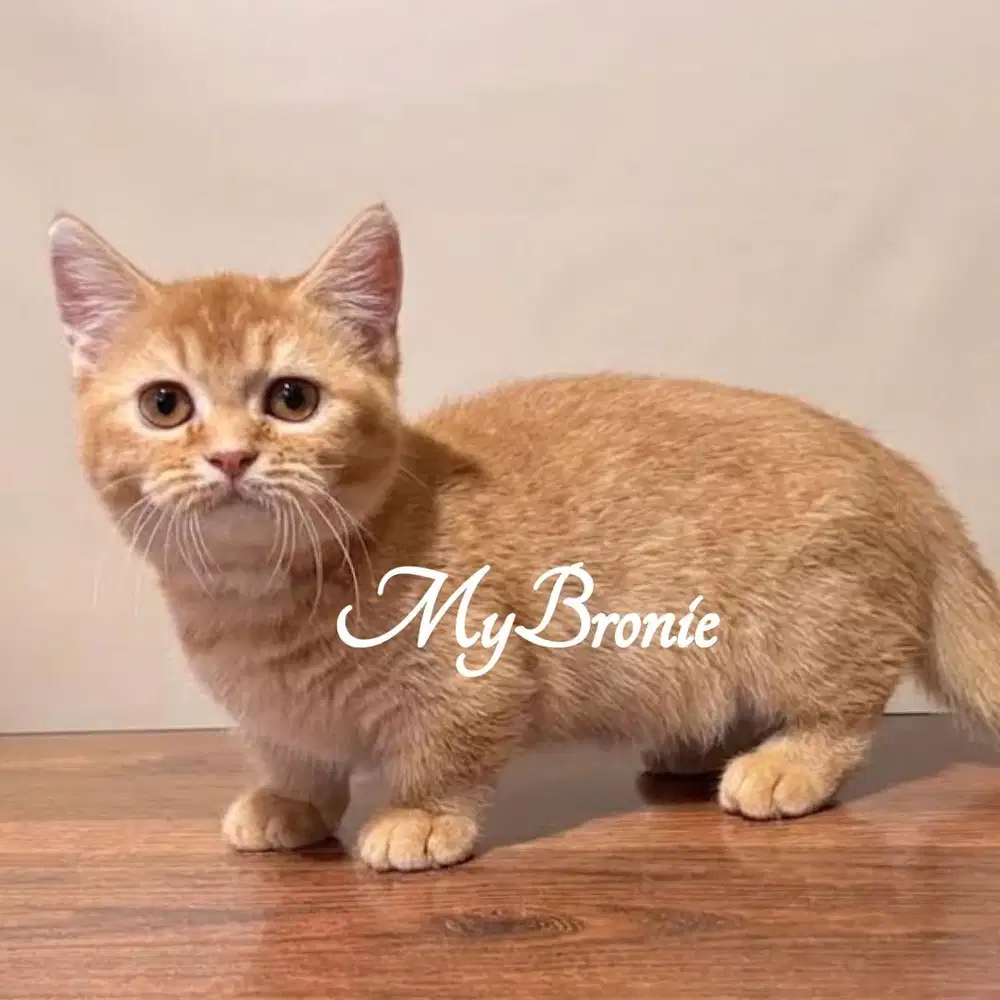 Kucing munchkin shorthair betina