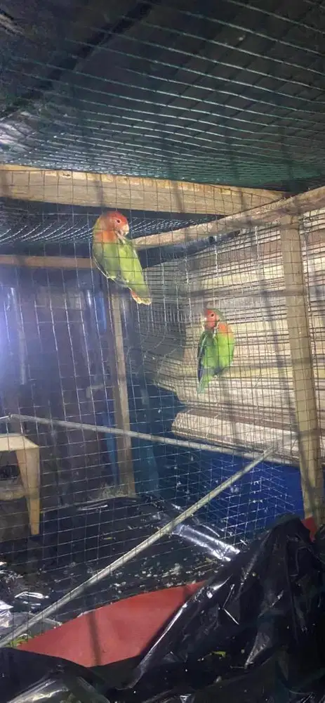 Burung LB Sepasang NK Biola Green