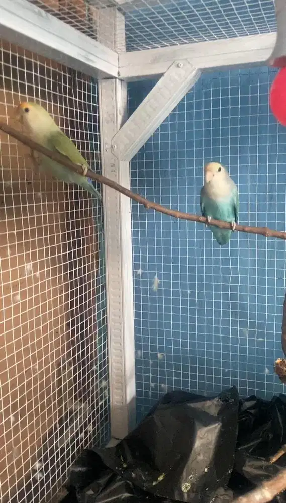 Burung LB Biola Green Yellow Face Lutino MM Dun Fallow Biola PF