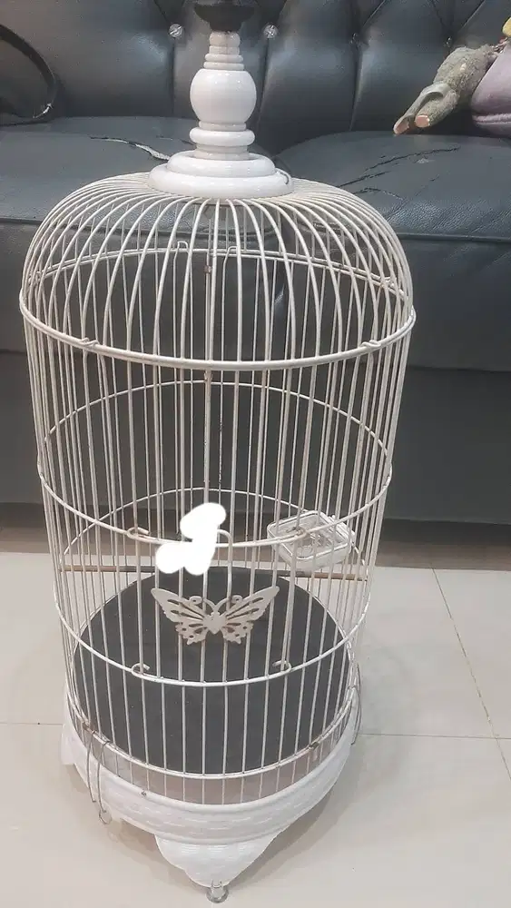 Jual sangkar burung pleci kosongan