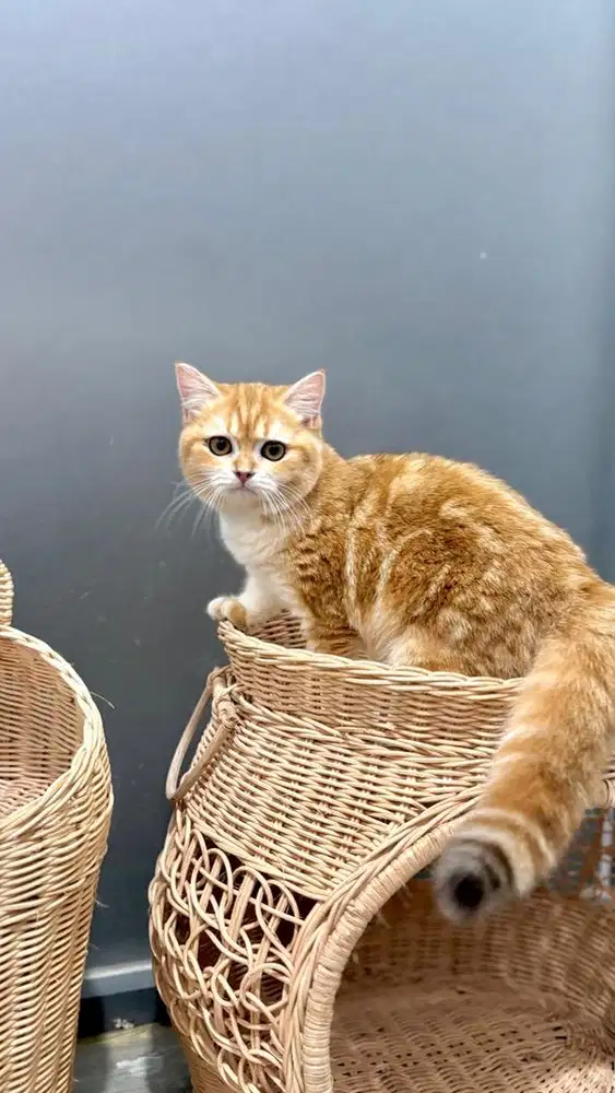 BSH GOLDEN BETINA