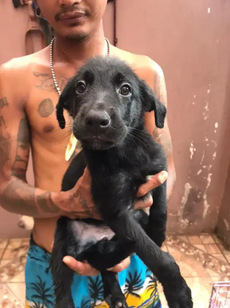 Jual anak labrador