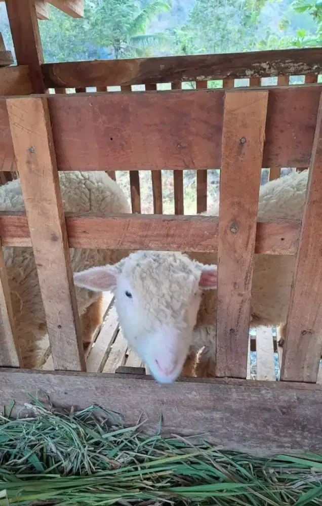Domba Merino mandiri