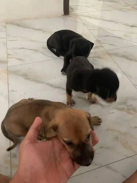 Jual anak anjing kampung lucu2