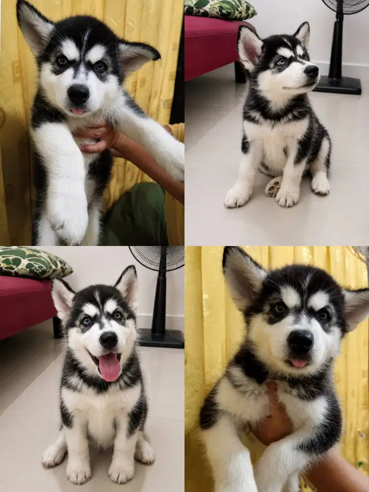 JUAL ANAKAN ALASKAN MALAMUTE