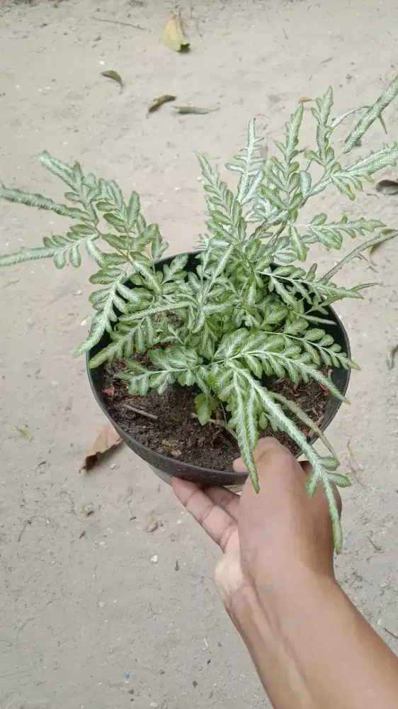Tanaman Pakis Renda Perak