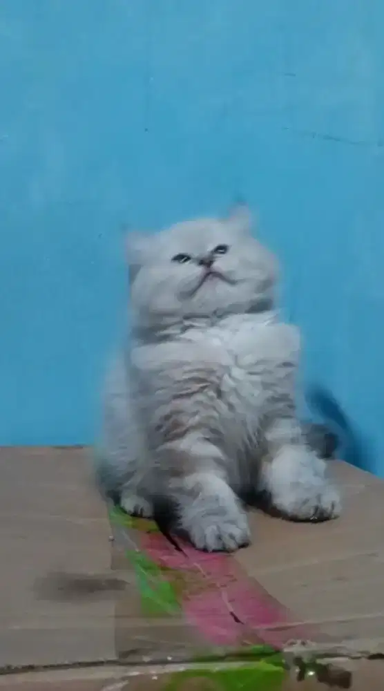 Ready kitten Persia