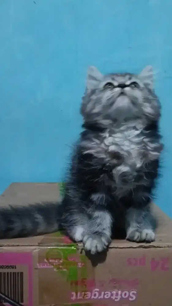 Ready kitten Persia