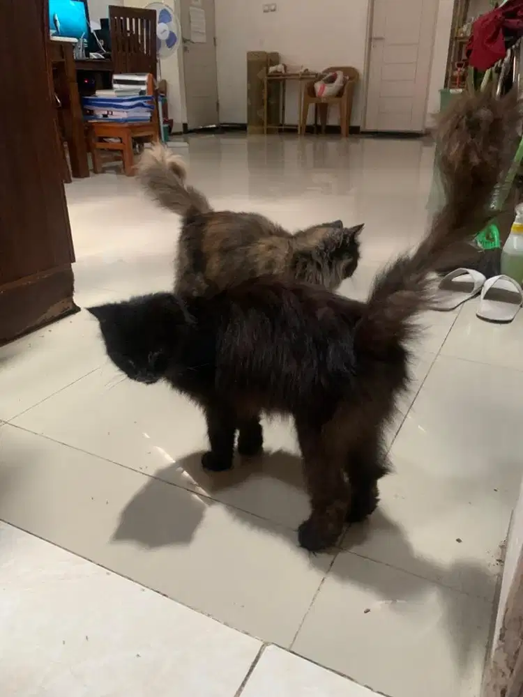 Gratis 2 kucing indukan