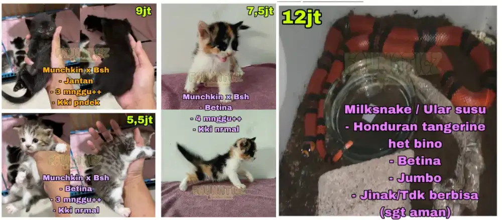 Kucing Munchkin x Bsh