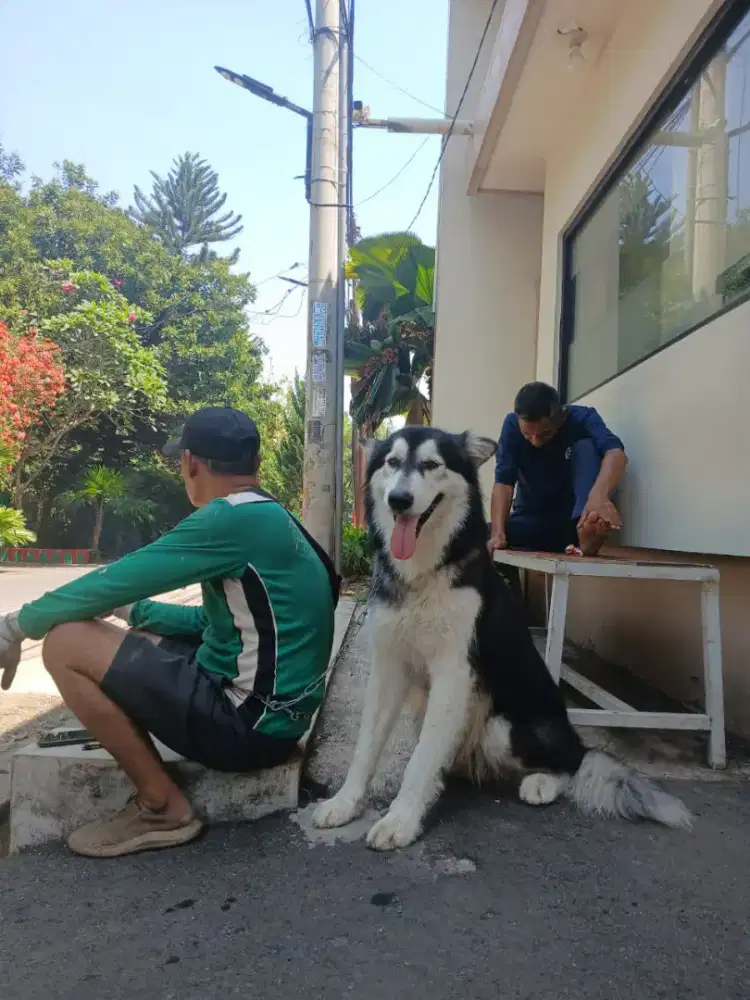Anjing Malamute Alaska