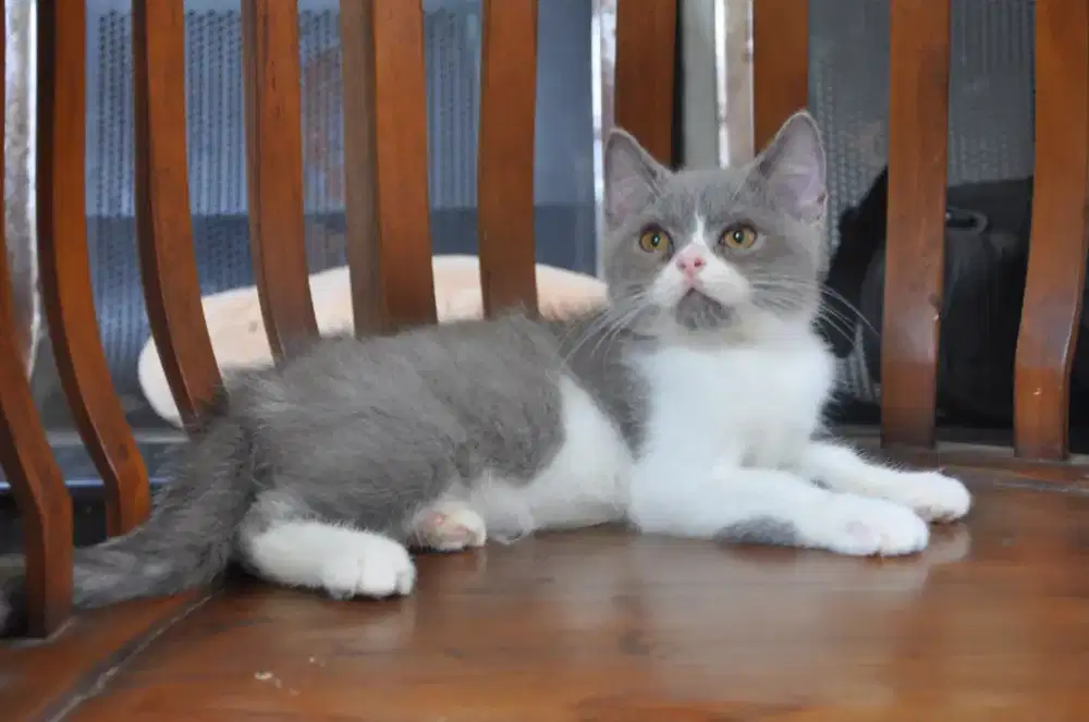Bsh bico blue jantan