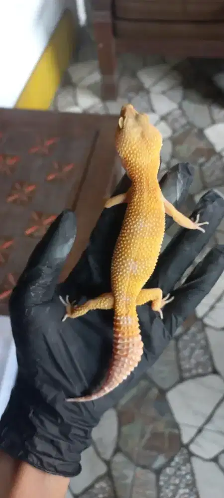 Leopard Gecko Femlae (betina) ovul