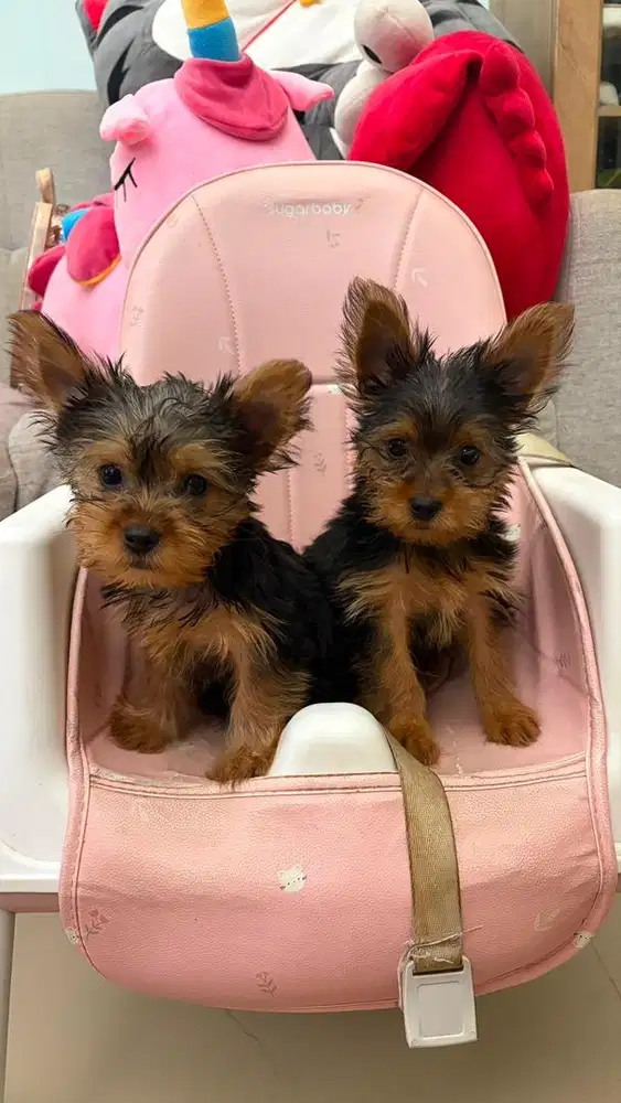 Anjing puppies Yorkshire terrier