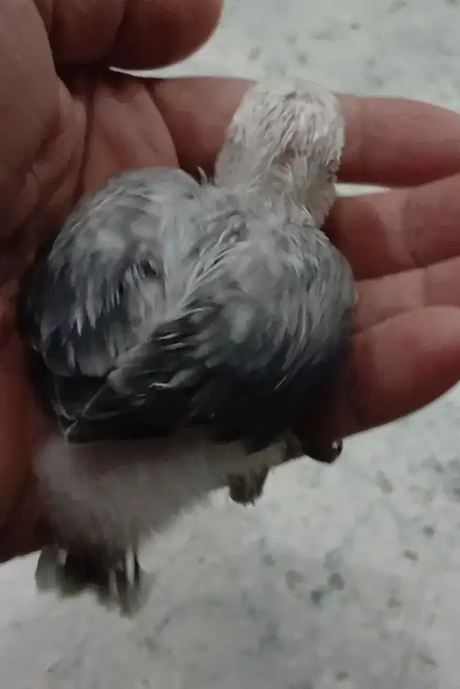 Burung lovebird