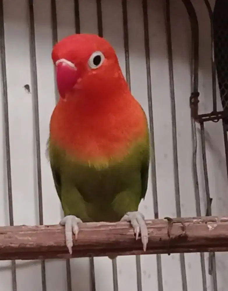 Burung lovebird