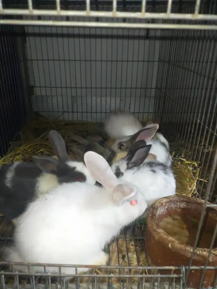 ANAK KELINCI LOKAL & ANGGORA LOKAL