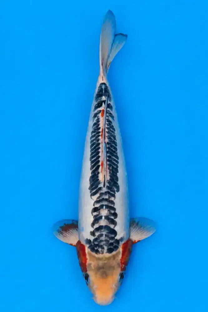 Koi Shusui Import Oyama