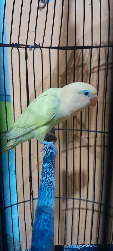 Lovebird biola aqua jantan