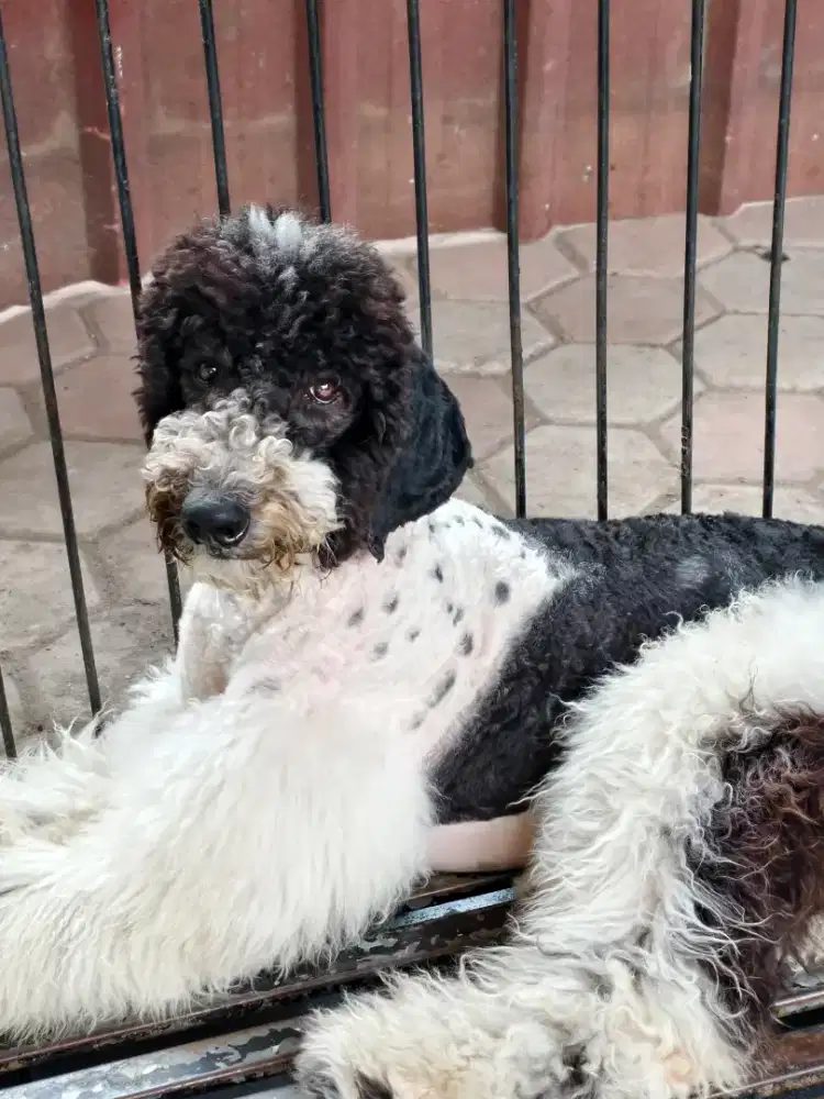 Giant poodle jantan stambum vaksin lengkap