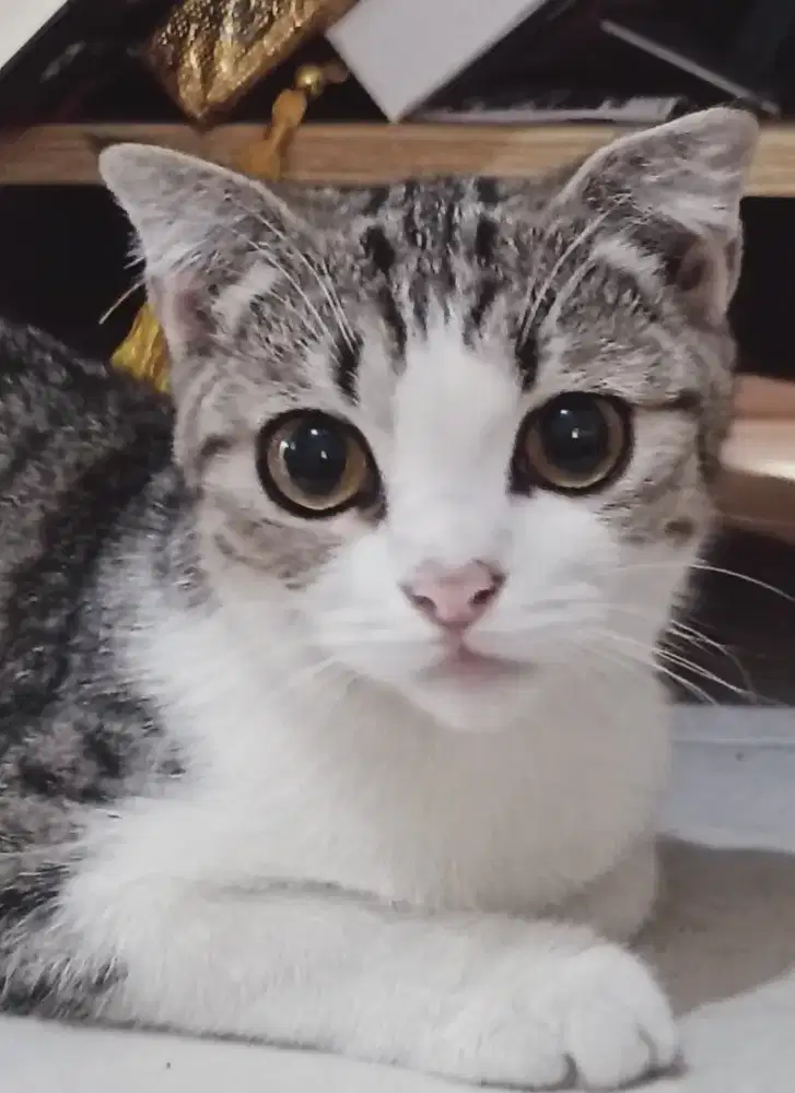 Scottish Fold Pejantan Putih