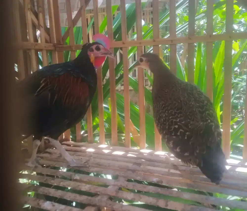 Sepasang ayam hutan hijau