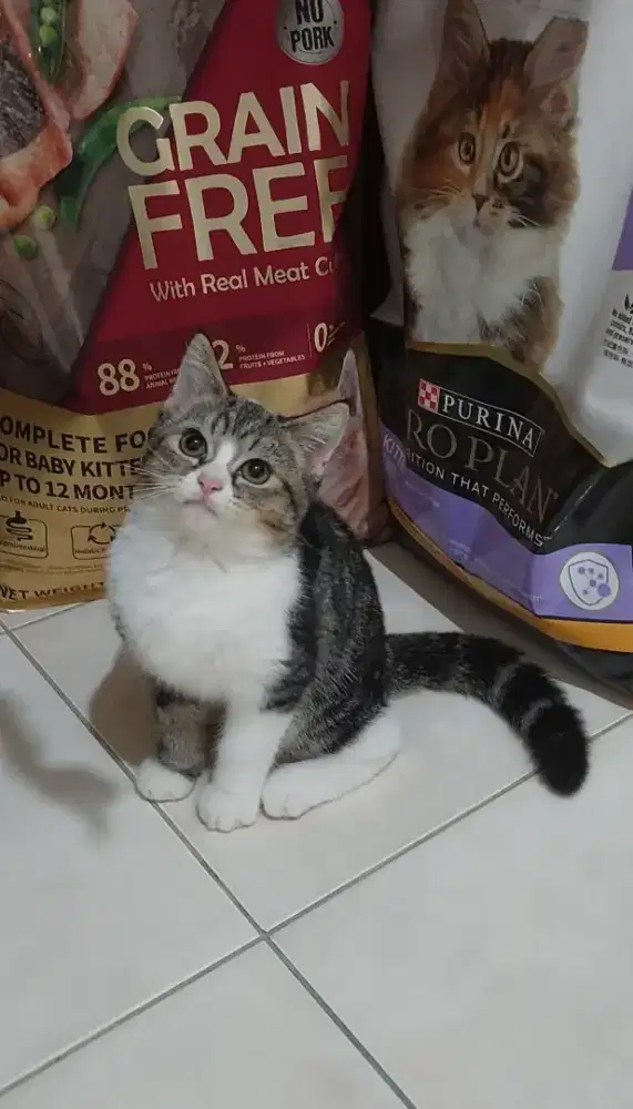Kucing bsh mix ragdoll kitten british shorthair mix ragdoll