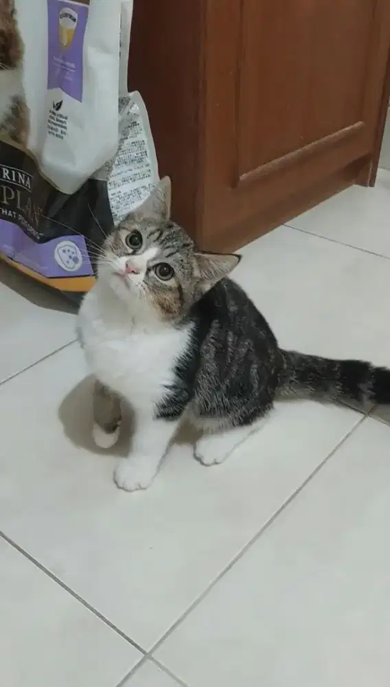 Kucing british shorthair mix ragdoll kitten bsh mix ragdoll