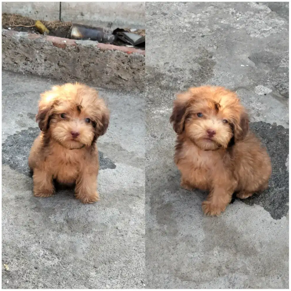 pupies maltipo jantan