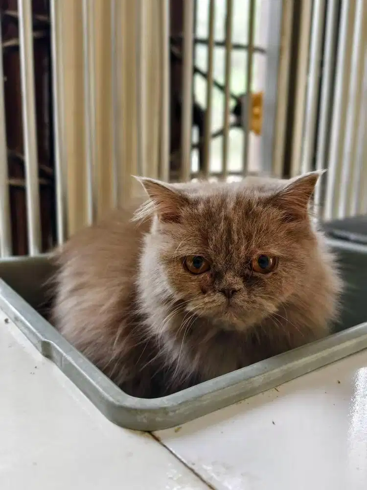 Kucing blh bsh lilac murah betina