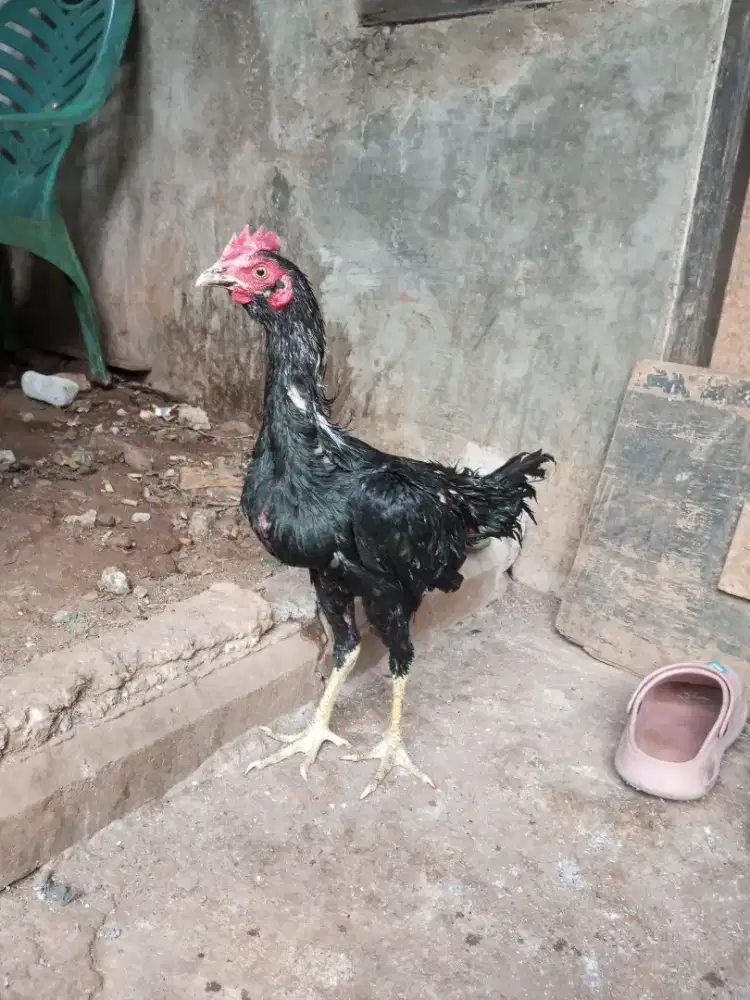 ayam pakhoy/brakot 4 bln
