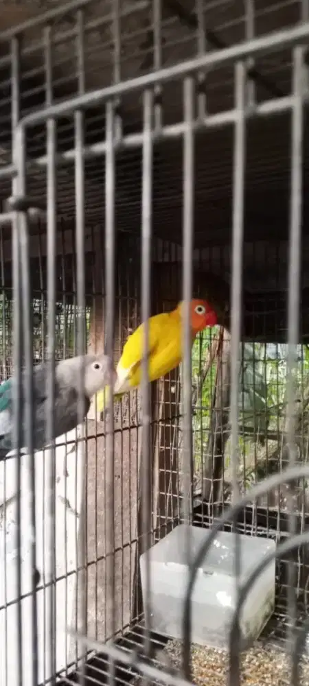 Sepasang LoveBird