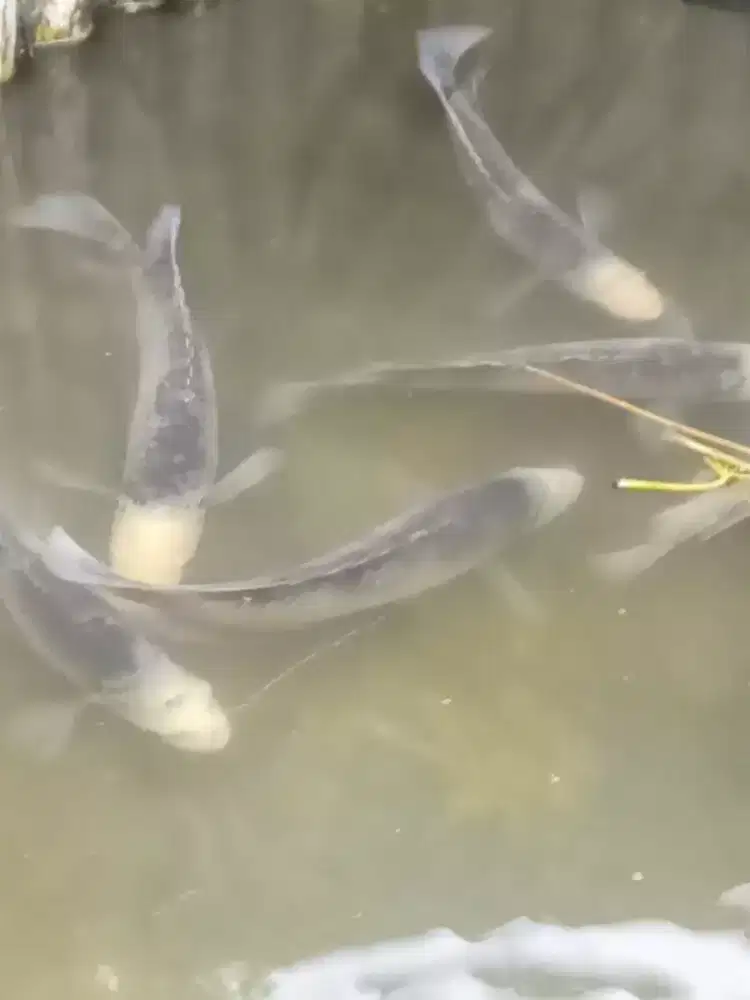 Ikan gurame bakalan indukan