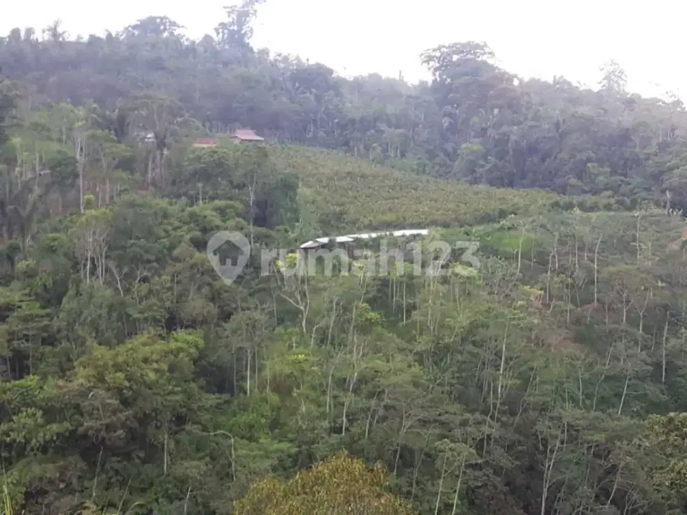 Dijual Tanah Perkebunan Sangat Langka dan Murah